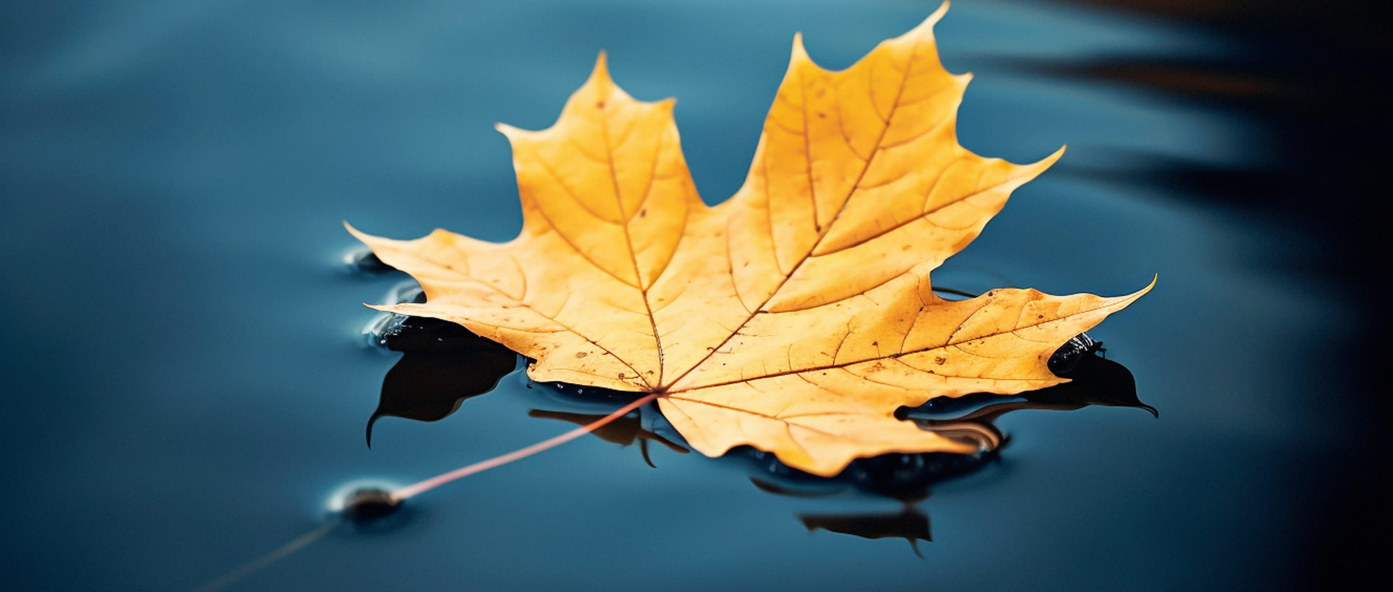 Pandhi Counselling & Mediation